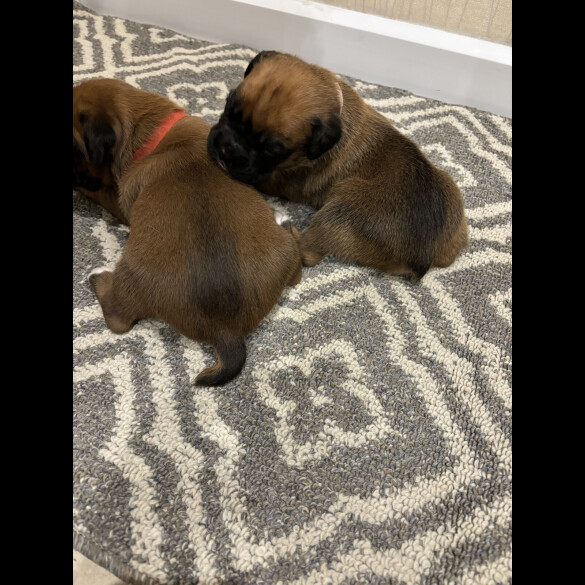 Boxer - Both