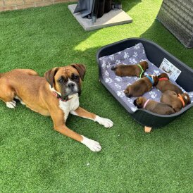 Boxer - Both