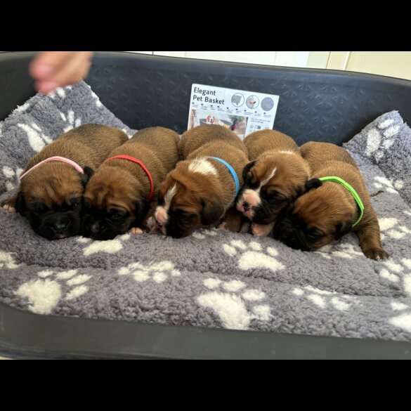 Boxer - Both