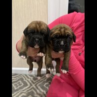 Boxer - Both