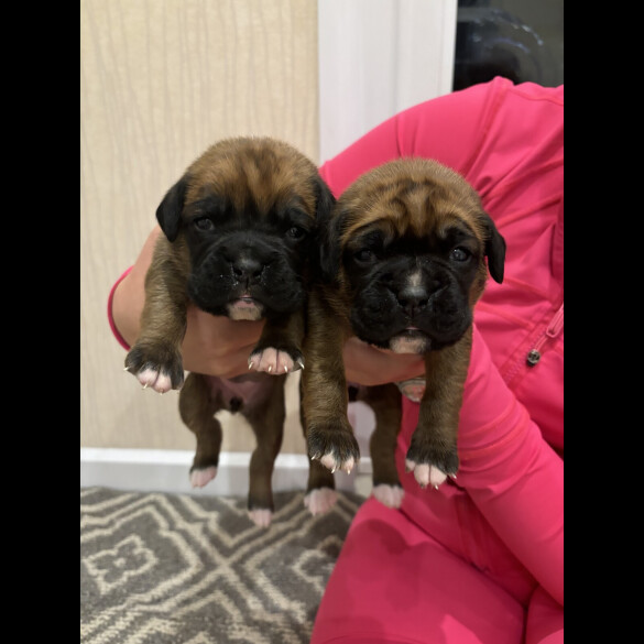 Boxer - Both