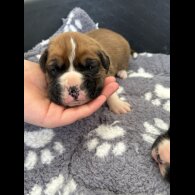 Boxer - Both