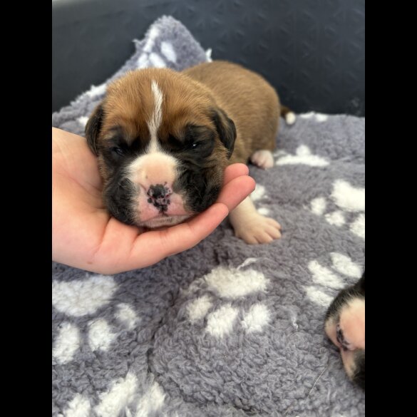 Boxer - Both
