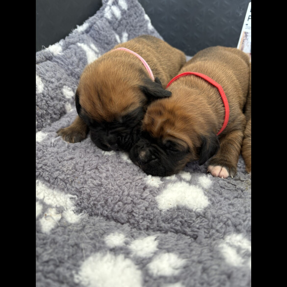 Boxer - Both