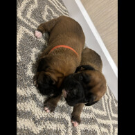 Boxer - Both
