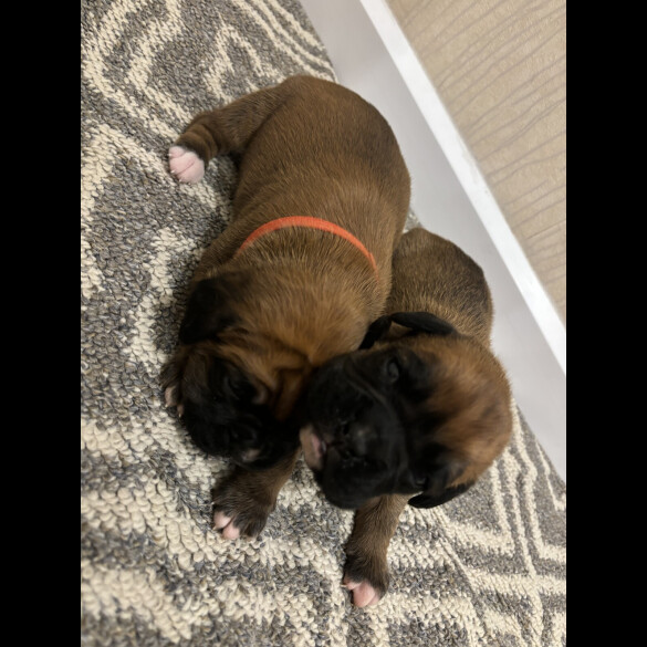 Boxer - Both