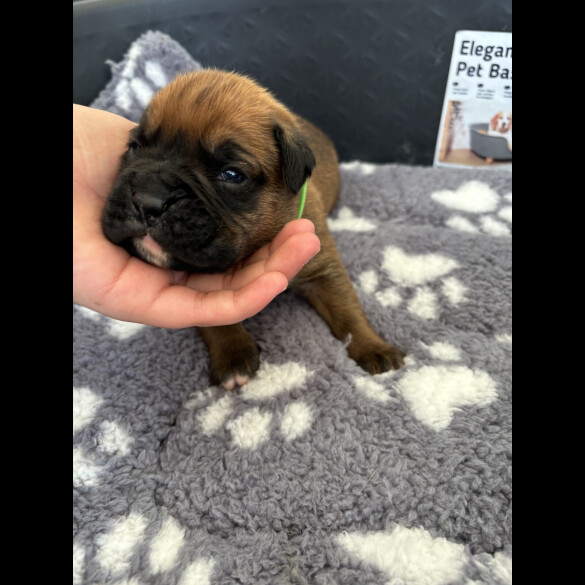 Boxer - Both