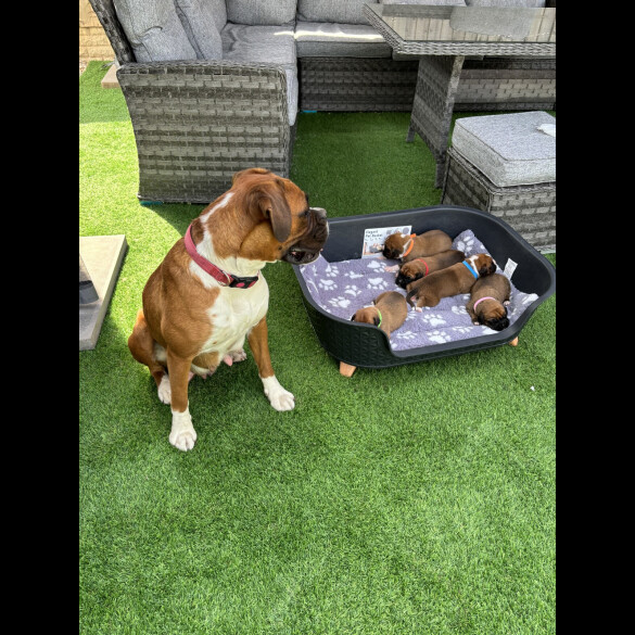 Boxer - Both