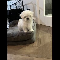 Maltese - Dogs