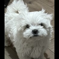 Maltese - Dogs