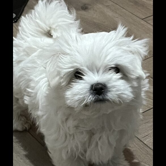 Maltese - Dogs