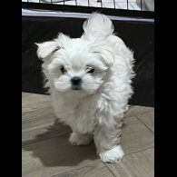 Maltese - Dogs