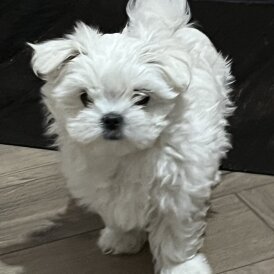 Maltese - Dogs