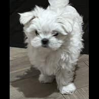 Maltese - Dogs