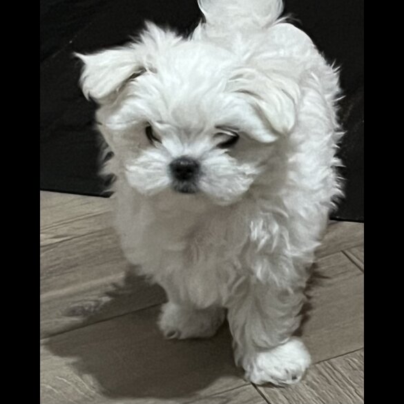 Maltese - Dogs