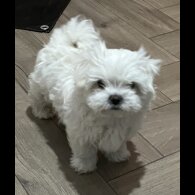 Maltese - Dogs