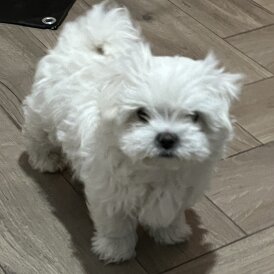 Maltese - Dogs