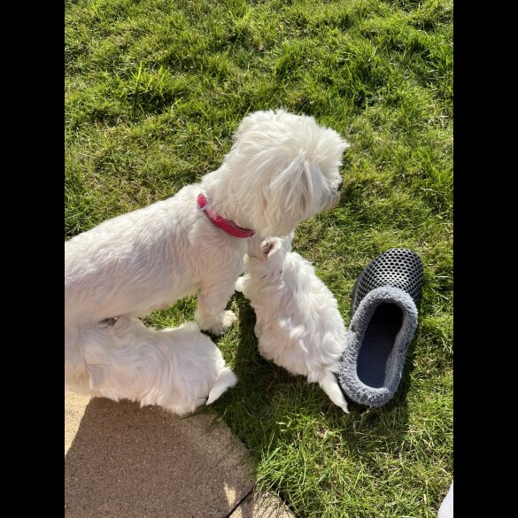 Maltese - Dogs