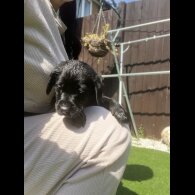 Labrador Retriever - Both