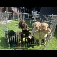 Labrador Retriever - Both