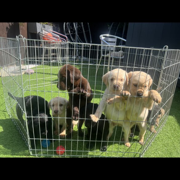 Labrador Retriever - Both