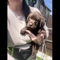 Labrador Retriever - Both