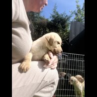 Labrador Retriever - Both