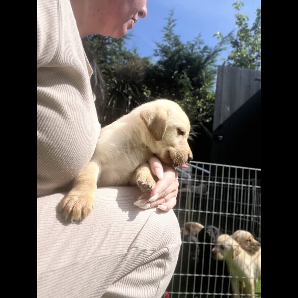 Labrador Retriever - Both