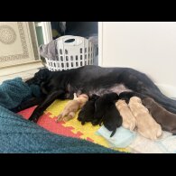 Labrador Retriever - Both
