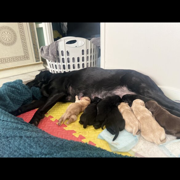 Labrador Retriever - Both
