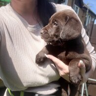 Labrador Retriever - Both