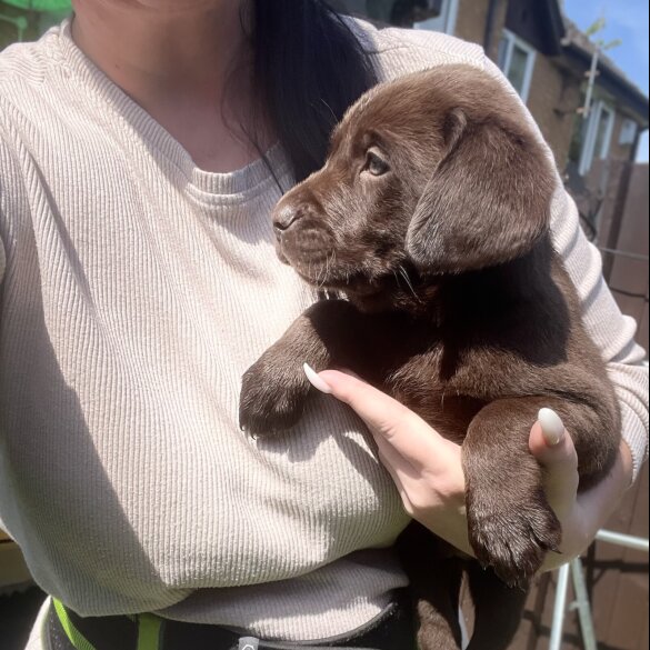 Labrador Retriever - Both