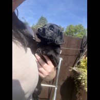 Labrador Retriever - Both
