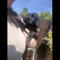 Labrador Retriever - Both