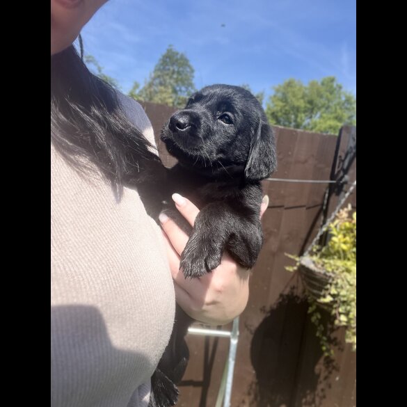 Labrador Retriever - Both