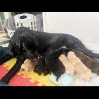 Labrador Retriever - Both