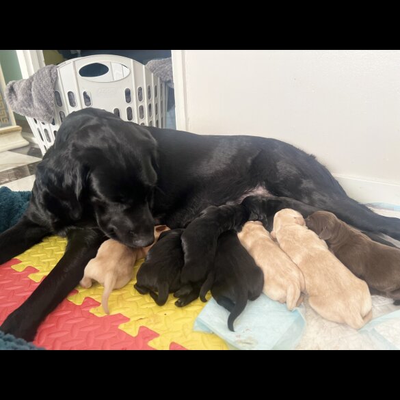 Labrador Retriever - Both