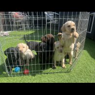 Labrador Retriever - Both