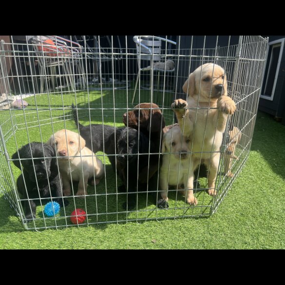 Labrador Retriever - Both