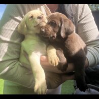 Labrador Retriever - Both