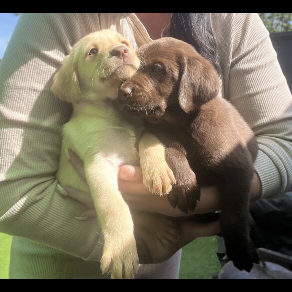 Labrador Retriever - Both