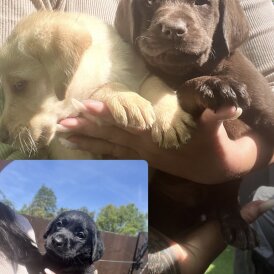 Labrador Retriever - Both