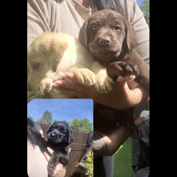 Labrador Retriever - Both