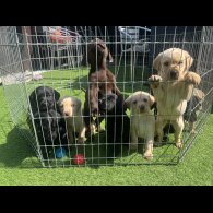 Labrador Retriever - Both