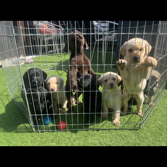 Labrador Retriever - Both
