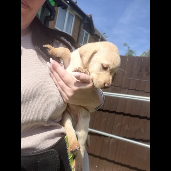 Labrador Retriever - Both
