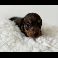 Dachshund (Standard &amp; Miniature) - Bitches