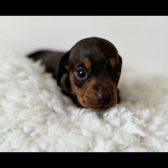 Dachshund (Standard &amp; Miniature) - Bitches