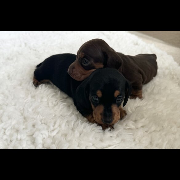 Dachshund (Standard &amp; Miniature) - Bitches