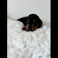 Dachshund (Standard &amp; Miniature) - Bitches